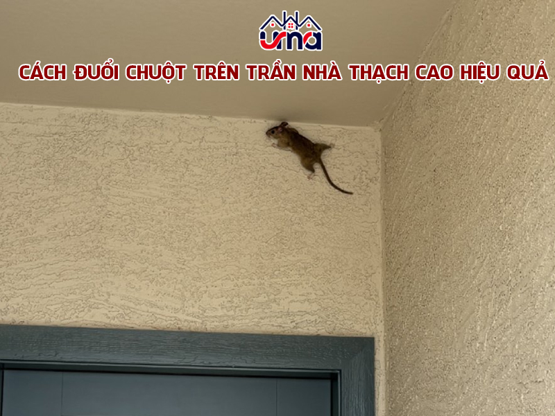cach-duoi-chuot-tren-tran-nha-thach-cao-hieu-qua