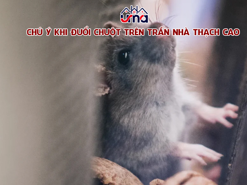 chu-y-khi-duoi-chuot-tren-tran-nha-thach-cao