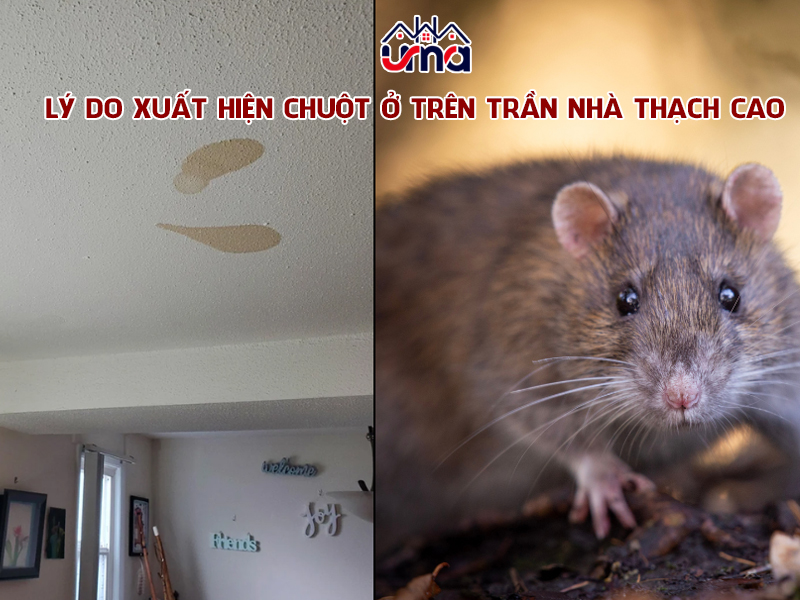 ly-do-xuat-hien-chuot-o-tren-tran-nha-thach-cao