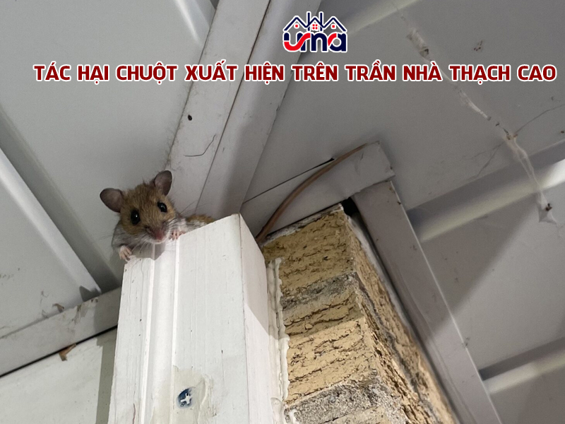tac-hai-chuot-xuat-hien-tren-tran-nha-thach-cao