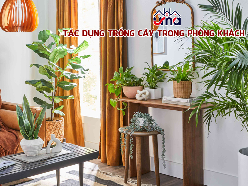 tac-dung-trong-cay-trong-phong-khach