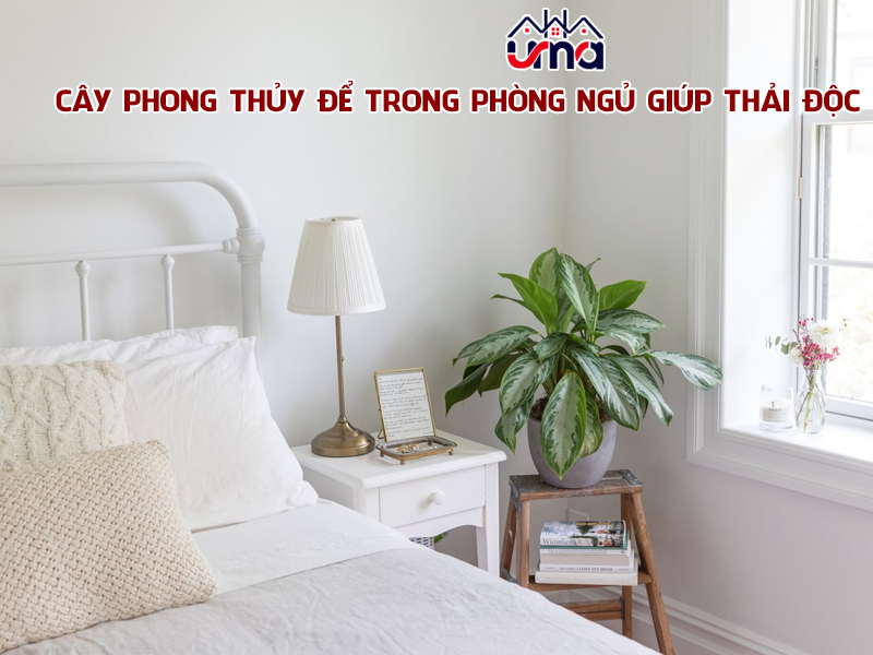cay-phong-thuy-de-trong-phong-ngu-giup-thai-doc