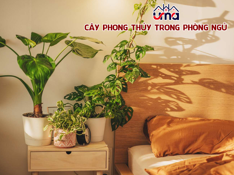 cay-phong-thuy-trong-phong-ngu