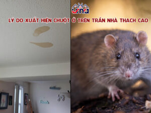 ly-do-xuat-hien-chuot-o-tren-tran-nha-thach-cao